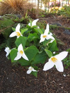 trillium 2