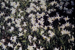 Avalanche Lillies