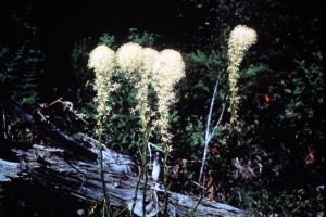 Bear Grass