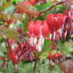 Dicentra Valentine