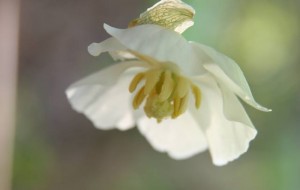 Podophyllum peltatum flower