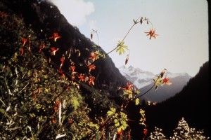 Western Columbine