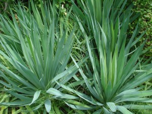 Yucca