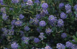 ceanothus-victoria