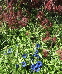 gentian under maple