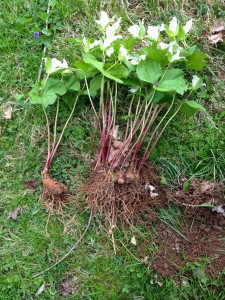 trillium dividing