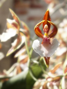 An orchid that looks like a Ballarina.