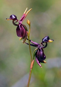 Caleana Major Flying Duck Orchid
