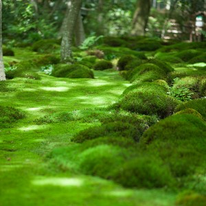 Kyoto moss
