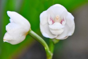 Peristeria Elata (Holy Ghost Orchid)