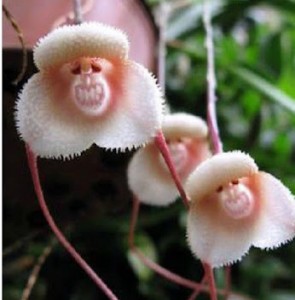 Rare monkey face orchid