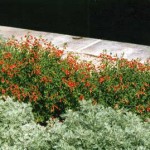 Zauschneria_californica w. artemisia