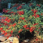 zauschneria garrettii orange carpet