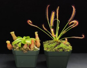 Other Carnivorous Plants