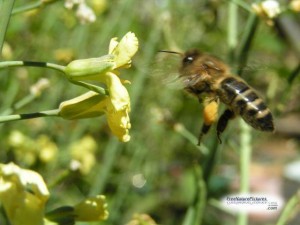 honeybeeflying