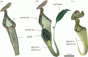 bat in pitcher plant