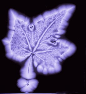 kirlian photograph