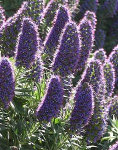 echium