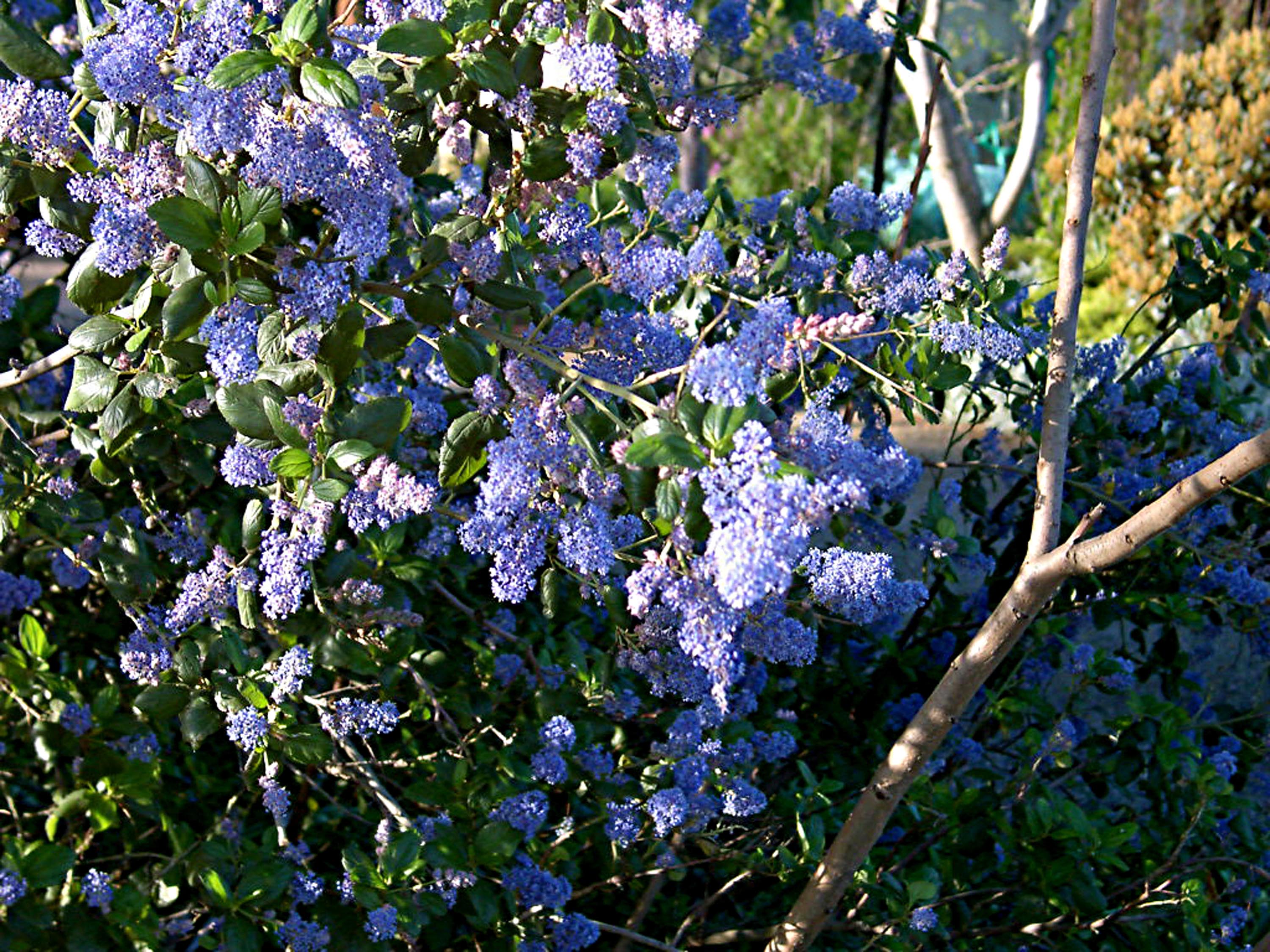 Ceanothus Ray Hartman Sequim Plants My Garden Site 