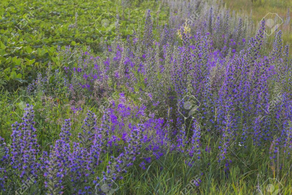 Viper's bugloss