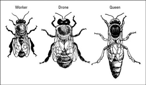 How long do Honey Bees live? - Sequim Plants - My Garden Site