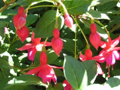 Fuchsia Voltaire - Sequim Plants - My Garden Site